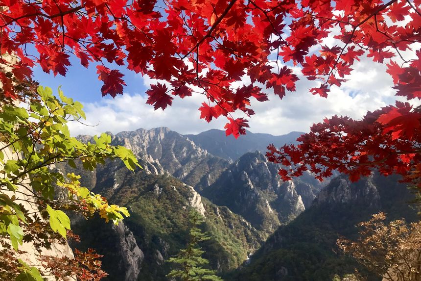 Red maple leaves in the foreground with the forested ridges of Seoraksan National Park beyond.